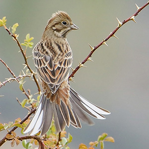 Pine Bunting